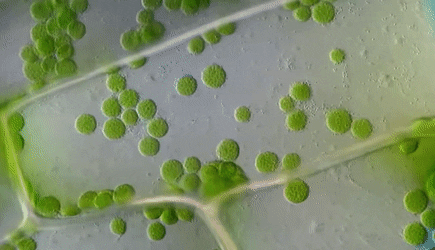 Cloroplastos em movimento